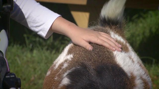 Rougemont sanctuary fosters connections between animals, children with disabilities