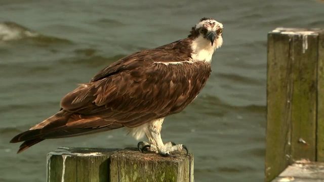 Osprey nest is one-of-a-kind landmark