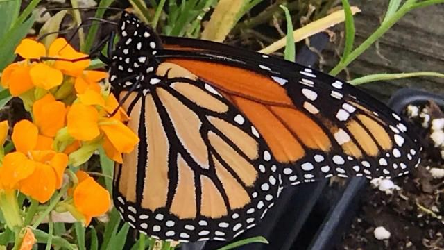 Bill Leslie: Monarch migration