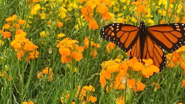 Bill Leslie: Monarch migration