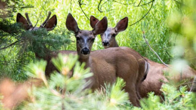 7 AAA tips for deer season