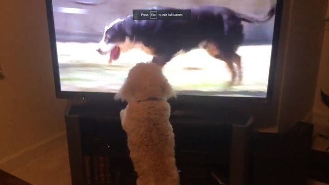 Bill Leslie's dog Rufus reacts to big dog on TV