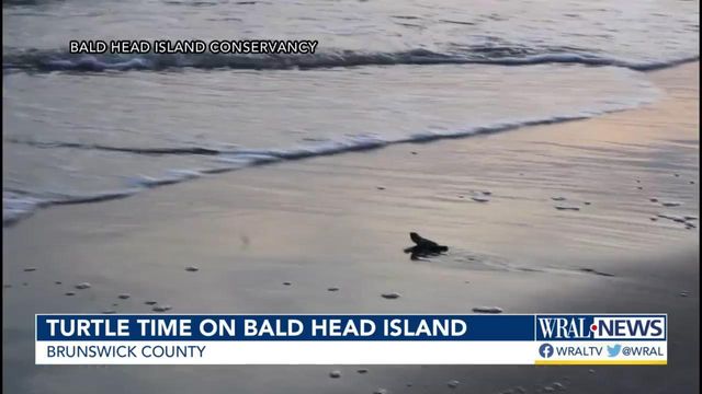 It's turtle time on Bald Head Island