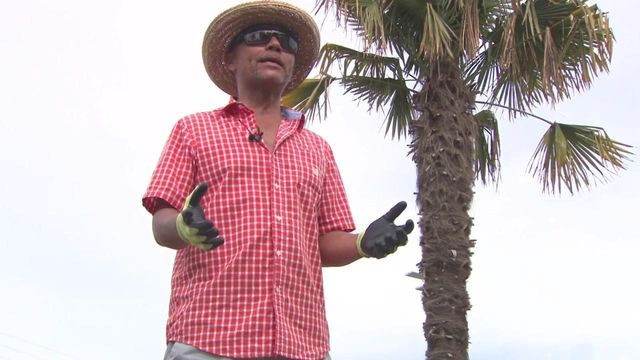 Tar Heel Traveler: NC farmer is on a mission to save endangered palm trees
