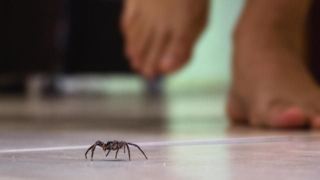 5 Common Myths About House Spiders