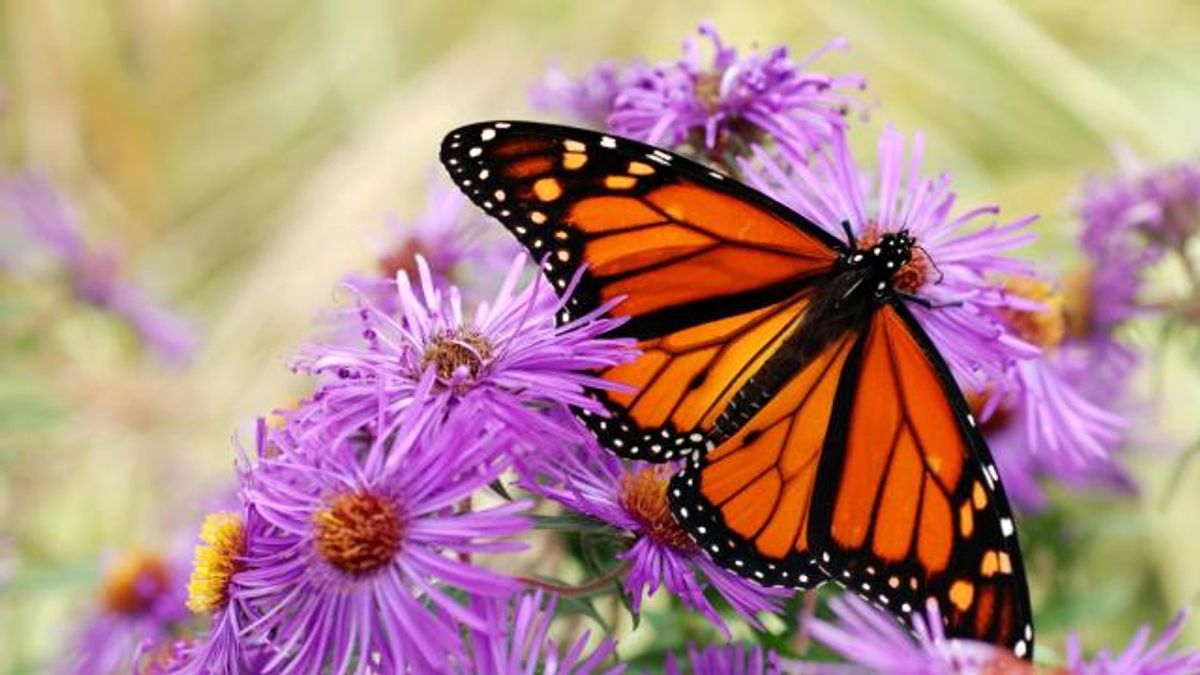 BASF : Spotlight : Monarch Butterfly