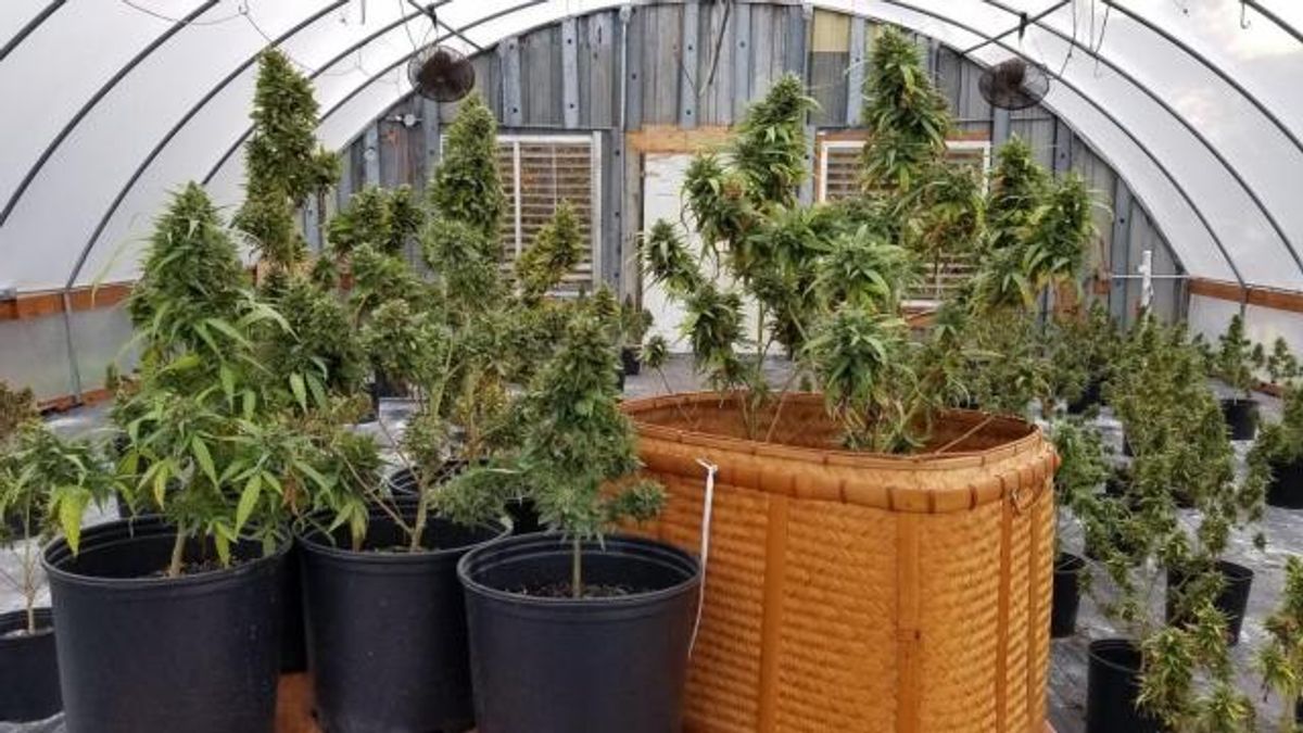 Healing Green Farms : Spotlight : CBD Misconceptions