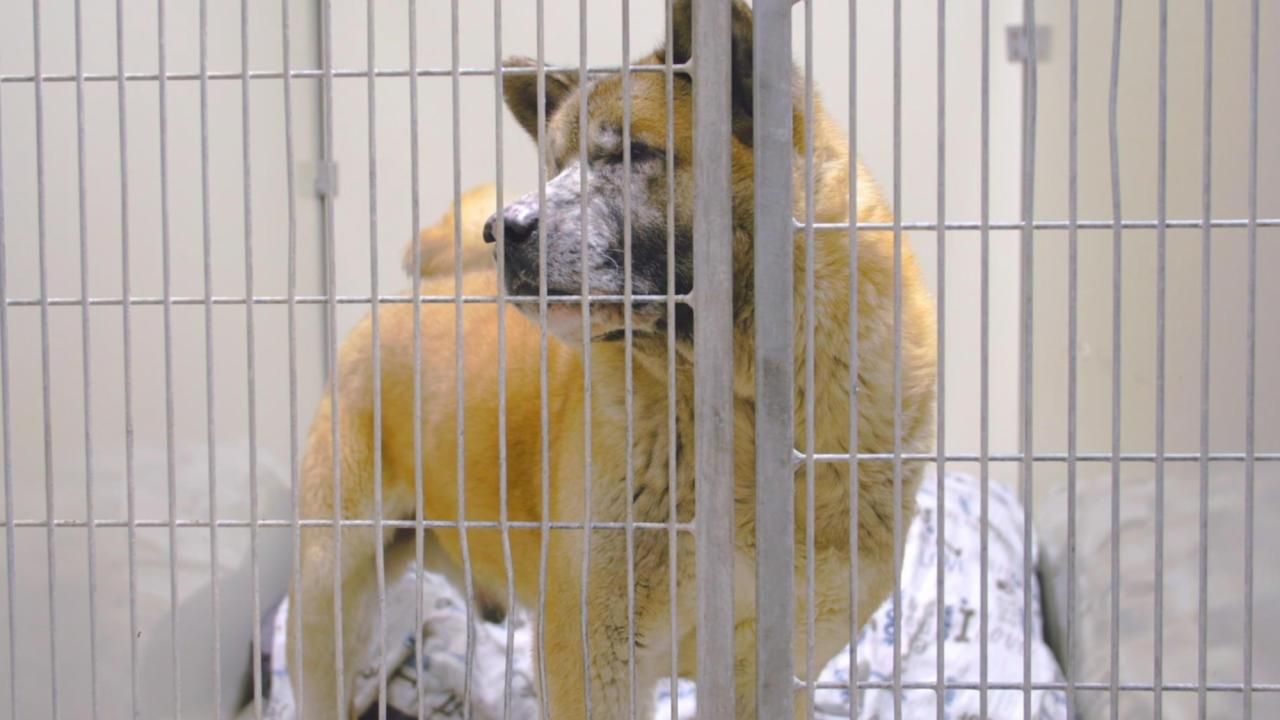 Spca admission shop center