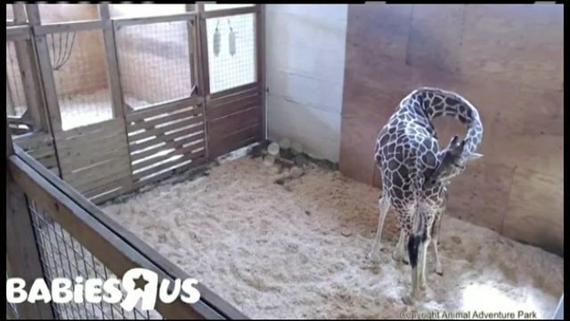 See April the giraffe's newest baby