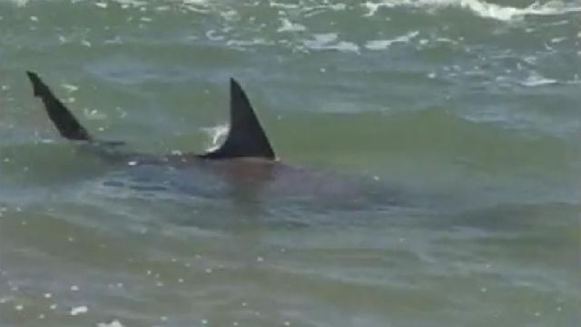 WRAL viewer films 5-foot shark swimming in shallow Emerald Isle water
