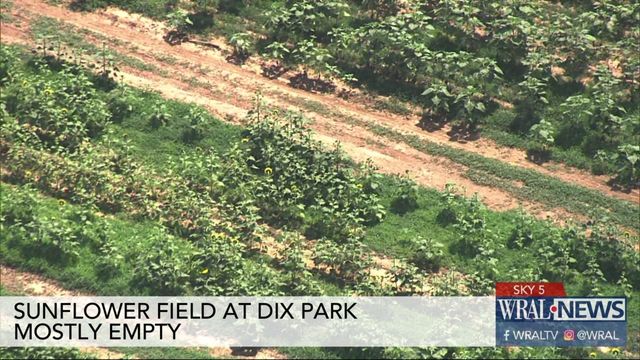 Sky 5 flies over sunflower field at Dix Park