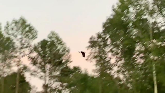 Caught on camera: Bald eagle takes flight