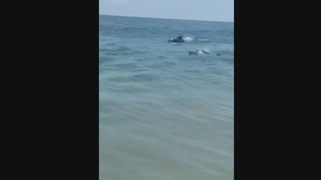 Dolphins swim close to shore of Nags Head