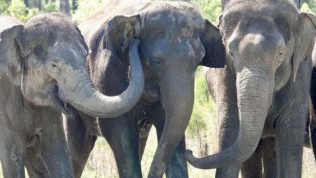 Ivory poaching driving evolutionary change in elephants 