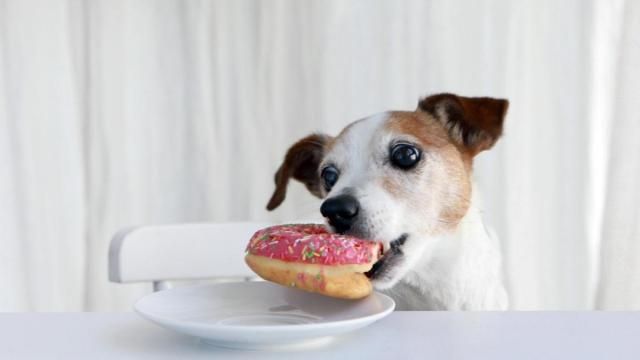 Foods to 2024 avoid giving dogs