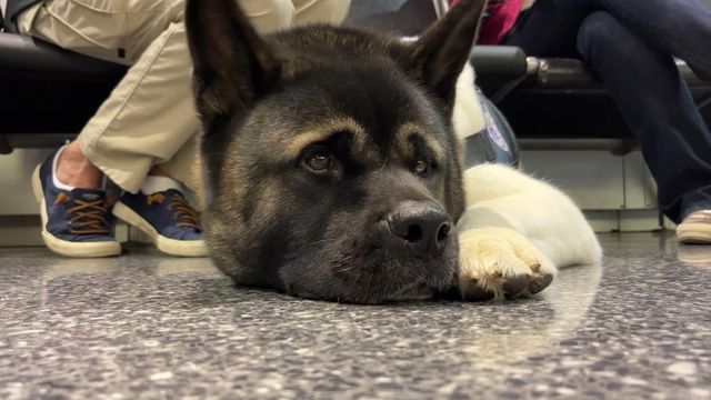 Therapy dogs comfort Maine community after tragic mass shooting Therapy dogs comfort Maine community after tragic mass shooting