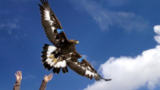 FILE - A young golden eagle is released above Rogers Pass by a wildlife biologist on Oct. 6, 2005, near Lincoln, Mont. A Washington state man accused of helping kill more than 3,000 birds including eagles on a Montana Indian reservation then illegally selling their parts intends to plead guilty to federal criminal charges. (Michael Gallacher/The Missoulian via AP, File) FILE - A young golden eagle is released above Rogers Pass by a wildlife biologist on Oct. 6, 2005, near Lincoln, Mont. A Washington state man accused of helping kill more than 3,000 birds including eagles on a Montana Indian reservation then illegally selling their parts intends to plead guilty to federal criminal charges. (Michael Gallacher/The Missoulian via AP, File)