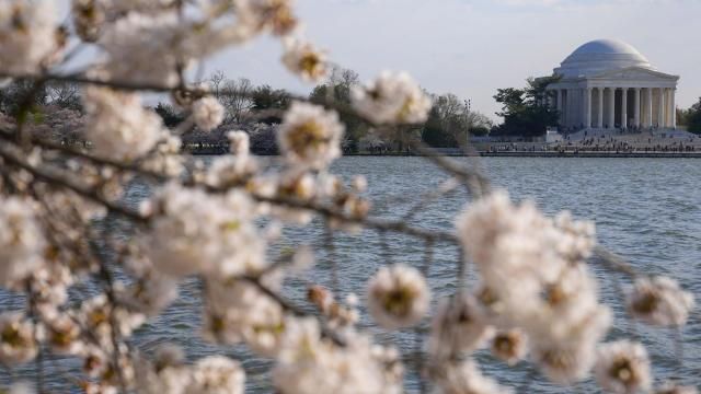 FILE - The Jefferson Memorial is visible as cherry trees enter peak bloom, March 20, 2024, in Washington. Japan is giving the U.S. 250 new cherry trees to help replace the hundreds that will be ripped out this summer as construction crews work to repair the crumbling seawall around the capital Tidal Basin. Japanese Prime Minister Fumio Kishida made the announcement as he makes an official visit to Washington. (AP Photo/Pablo Martinez Monsvais, File) FILE - The Jefferson Memorial is visible as cherry trees enter peak bloom, March 20, 2024, in Washington. Japan is giving the U.S. 250 new cherry trees to help replace the hundreds that will be ripped out this summer as construction crews work to repair the crumbling seawall around the capital Tidal Basin. Japanese Prime Minister Fumio Kishida made the announcement as he makes an official visit to Washington. (AP Photo/Pablo Martinez Monsvais, File)
