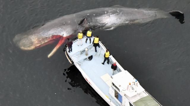 A whale, confirmed dead by field investigation, floats in Osaka Bay in Sakai city, western Japan, on Feb. 19, 2024. The whale as long as a train car that died after straying into a port in Osaka last month is set to be buried until it naturally becomes a skeletal specimen for a local museum. (Kyodo News via AP) A whale, confirmed dead by field investigation, floats in Osaka Bay in Sakai city, western Japan, on Feb. 19, 2024. The whale as long as a train car that died after straying into a port in Osaka last month is set to be buried until it naturally becomes a skeletal specimen for a local museum. (Kyodo News via AP)