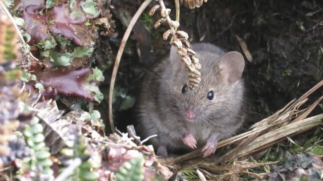 This undated handout photo shows a house mouse on Marion Island, South Africa. Mice that were brought by mistake to a remote island near Antarctica 200 years ago are breeding out of control because of climate change, eating seabirds and causing major harm in a special nature reserve with “unique biodiversity.” Now conservationists are planning a mass extermination using helicopters and hundreds of tons of rodent poison. (Stefan and Janine Schoombie via AP) This undated handout photo shows a house mouse on Marion Island, South Africa. Mice that were brought by mistake to a remote island near Antarctica 200 years ago are breeding out of control because of climate change, eating seabirds and causing major harm in a special nature reserve with “unique biodiversity.” Now conservationists are planning a mass extermination using helicopters and hundreds of tons of rodent poison. (Stefan and Janine Schoombie via AP)