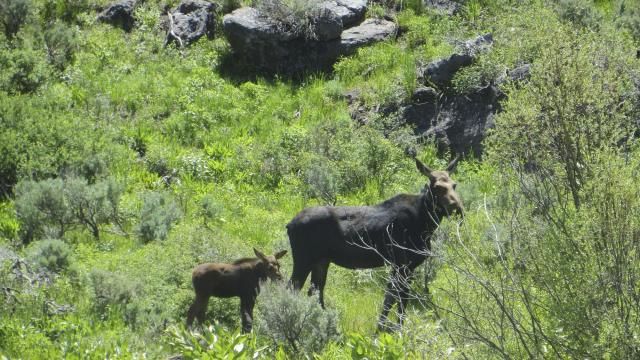 In this photo provided by the Nevada Department of Wildlife, a collared cow moose and her calf are spotted in Elko County, Nev., in 2022. In what will be a very tiny hunt for some of the biggest game in North America, Nevada is planning its first-ever moose hunting season during fall 2024. State officials expect thousands of applications for the handful of hunting tags and, with an estimated population barely topping 100, it's already controversial. (Nevada Department of Wildlife via AP) In this photo provided by the Nevada Department of Wildlife, a collared cow moose and her calf are spotted in Elko County, Nev., in 2022. In what will be a very tiny hunt for some of the biggest game in North America, Nevada is planning its first-ever moose hunting season during fall 2024. State officials expect thousands of applications for the handful of hunting tags and, with an estimated population barely topping 100, it's already controversial. (Nevada Department of Wildlife via AP)