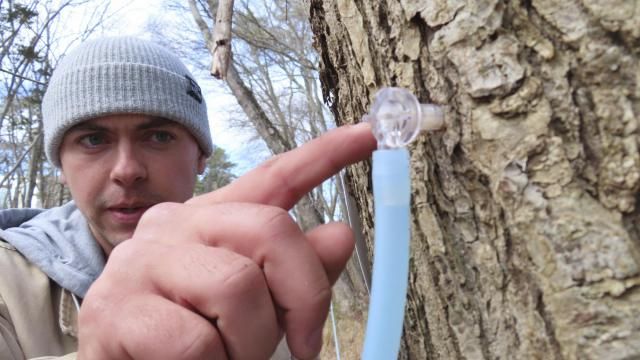 Ryan Hegarty, assistant director of Stockton University's Maple Project, toiches a tap he just placed into a red maple tree at the university's Galloway, N.J. campus on Feb. 21, 2024. The university is using a federal grant to examine the feasibility of establishing a maple syrup industry in southern New Jersey, where the predominant maple trees yield half as much sugar as those in New England, which produces most of the nation's syrup. (AP Photo/Wayne Parry) Ryan Hegarty, assistant director of Stockton University's Maple Project, toiches a tap he just placed into a red maple tree at the university's Galloway, N.J. campus on Feb. 21, 2024. The university is using a federal grant to examine the feasibility of establishing a maple syrup industry in southern New Jersey, where the predominant maple trees yield half as much sugar as those in New England, which produces most of the nation's syrup. (AP Photo/Wayne Parry)