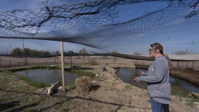 Jessica Humes, Environmental Project Manager for the Imperial Irrigation District, looks over a pond refuge for the desert pupfish, Friday, March 22, 2024, in Imperial, Calif. The Imperial Irrigation District created a plan to scale back draws from the Colorado River in a bid to preserve the waterway following years of drought. But a tiny, tough fish got in the way. The proposal to pay farmers to temporarily stop watering forage crops this summer has environmentalists concerned that irrigation drains could dry up, threatening the fish, she said. (AP Photo/Gregory Bull) Jessica Humes, Environmental Project Manager for the Imperial Irrigation District, looks over a pond refuge for the desert pupfish, Friday, March 22, 2024, in Imperial, Calif. The Imperial Irrigation District created a plan to scale back draws from the Colorado River in a bid to preserve the waterway following years of drought. But a tiny, tough fish got in the way. The proposal to pay farmers to temporarily stop watering forage crops this summer has environmentalists concerned that irrigation drains could dry up, threatening the fish, she said. (AP Photo/Gregory Bull)