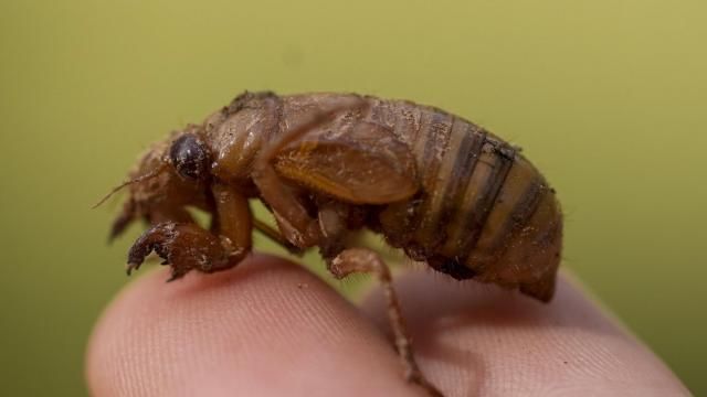 A periodical cicada nymph is held in Macon, Ga., Wednesday, March 27, 2024. This periodical cicada nymph was found while digging holes for rosebushes. Trillions of cicadas are about to emerge in numbers not seen in decades and possibly centuries.(AP Photo/Carolyn Kaster)