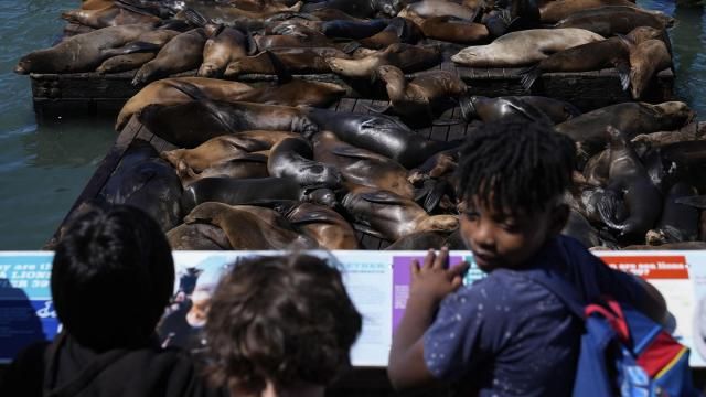 Children look at sea lions from Pier 39, Thursday, May 2, 2024, in San Francisco. (AP Photo/Godofredo A. Vásquez)