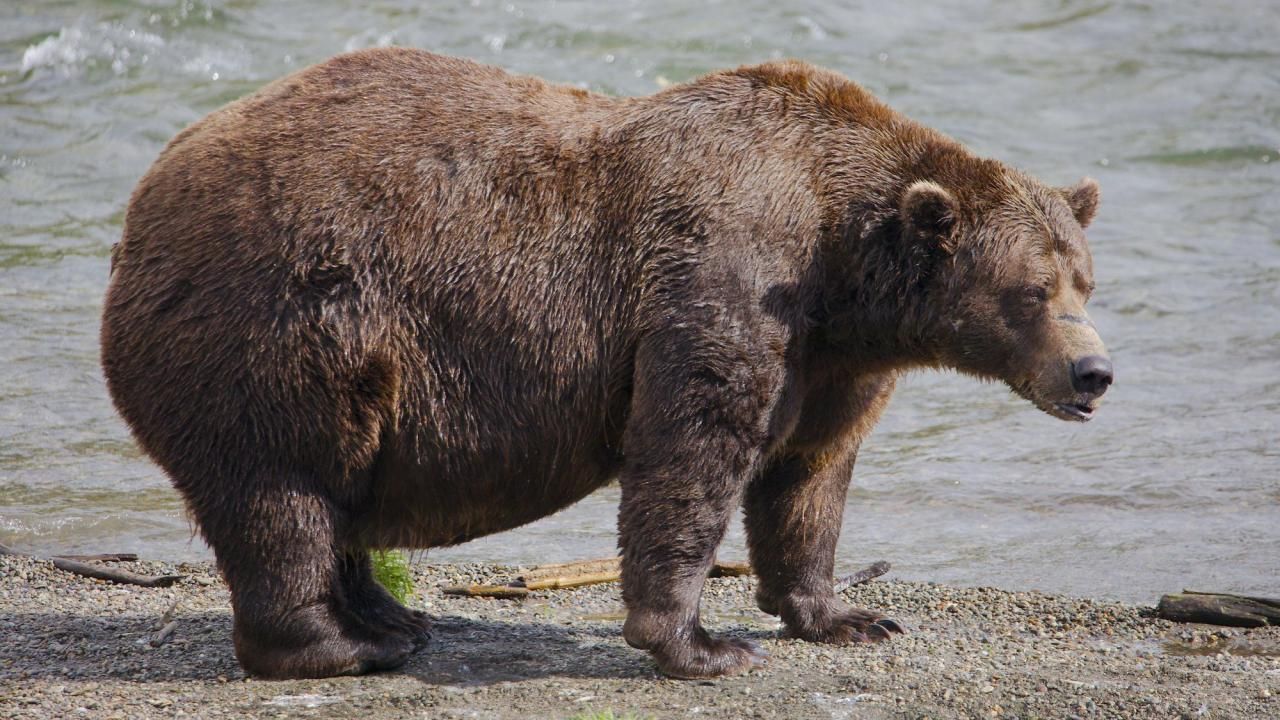 Online voting in Alaska's Fat Bear Week contest starts after an attack