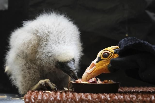 How to Bird Parents Decide Which Baby to Feed First: Surprising Insights