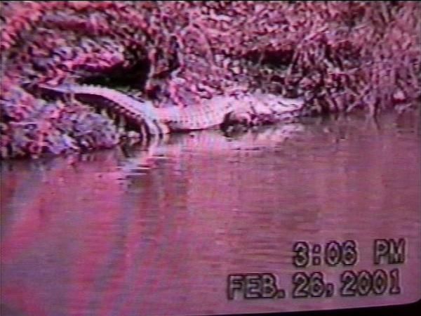 Alamance County Alligator Will Be Captured, Moved