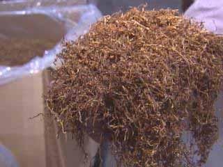 co-op tobacco Tobacco Co-Op Proves Life After Buyout