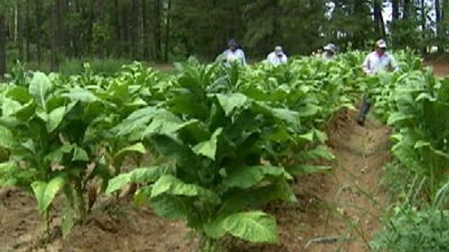 Fewer Farmers Growing Tobacco After Buyout