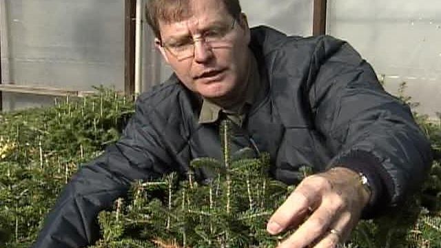 N.C. State Geneticist Hopes To Create Better Christmas Trees 