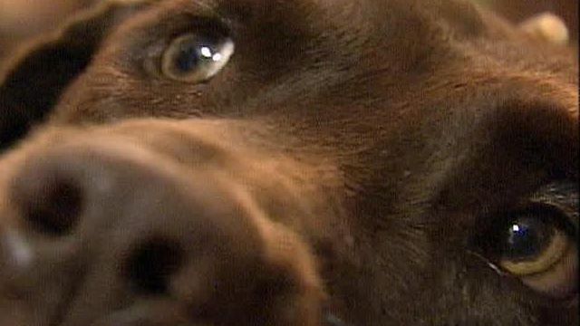 Raleigh PD Seeks Ways to Improve Handling of Animal Calls