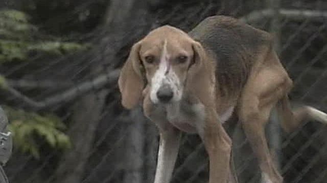 Dog Owner Faces Animal Abuse Charges