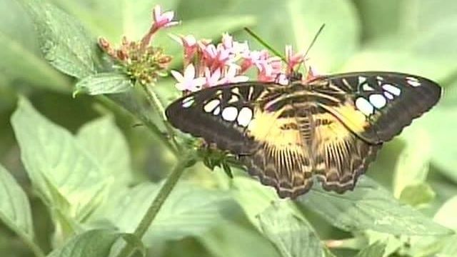 State Cites Butterfly House Use of Pesticide
