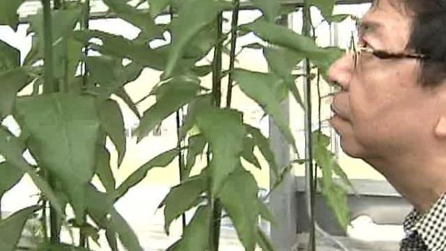 NCSU Professor Looks to Trees for Ethanol Source