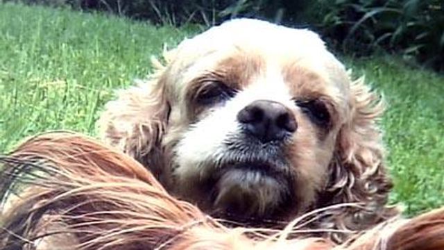 Tainted Pet Food Killed Morrisville Dog, Owner Says