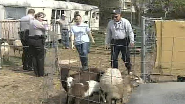 Sheep Taken From Downtown Apex Property