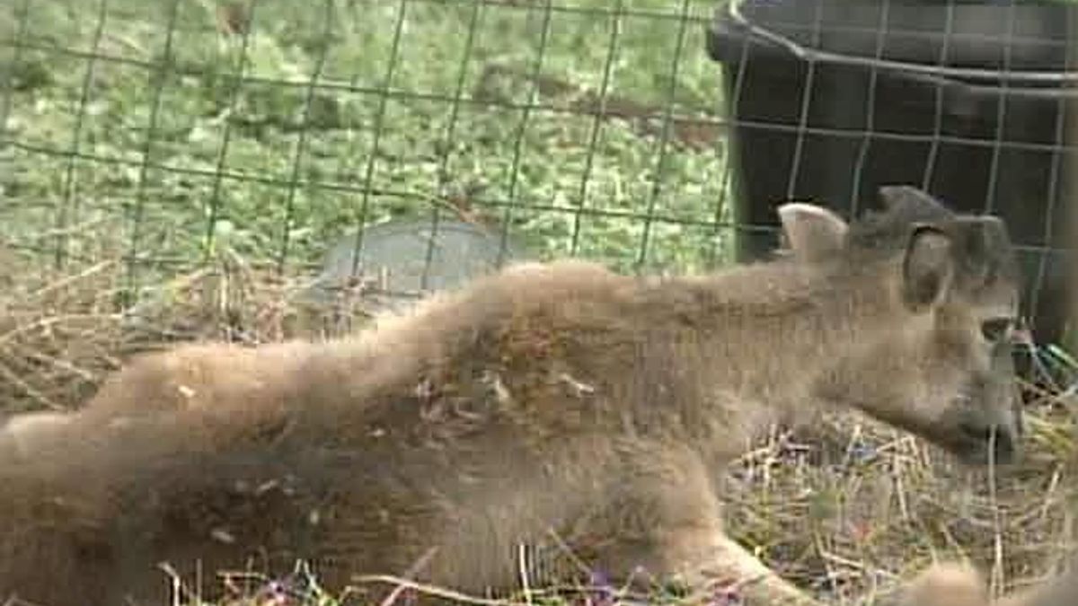 Charges May be Filed Against Owner of Neglected Sheep