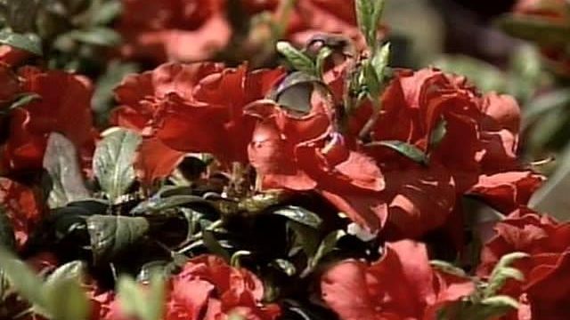 Gardeners Scramble to Protect Plants from Freeze