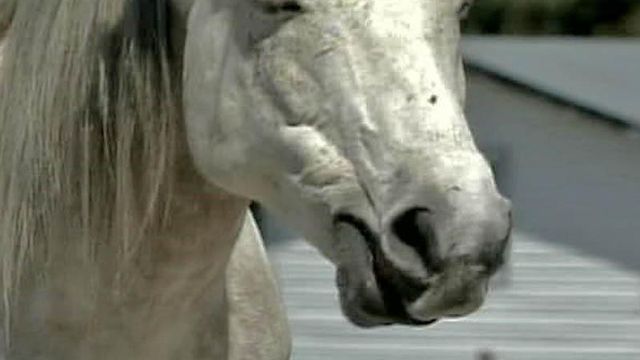 Girl, Horse Fend Off Pit Bull Attack
