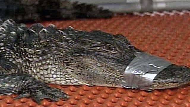 Neighbor Nabs Unwanted Gator for Friend