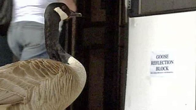 Goose Takes Gander at Store's Windows