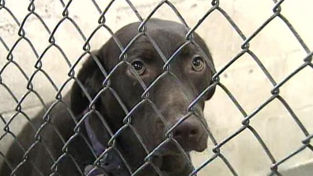Owners of Dogs Deemed Dangerous Would Need Resources