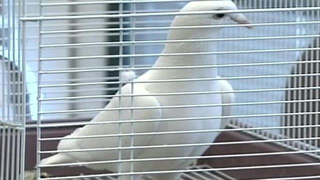 Homing Pigeon Finds New Home in Cumberland County