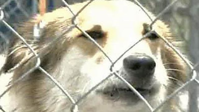 Animal Shelter Faces Expansion Questions