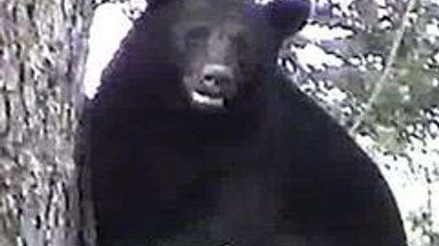 Growing Black Bear Population a Factor in Recent Sightings